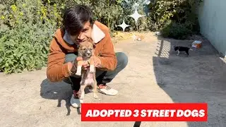 Ghar le aaye 3 street puppies 🐶 dog first day home 🏡