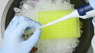 NEW   AlloSeq cfDNA Protocol Video MAR099