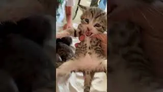 Baby Katzen Kitten Baby Cats K&auml;tzchen Weinen Quieken Sp&szlig; 🥰😍😘❤️&zwj;🔥 Part 4