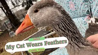 Meet Salus! The Goose Who Thinks She's a Cat! (It's Cuddle Time!)