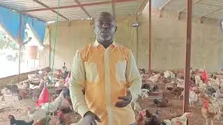 Promo poussins Kuroiler 