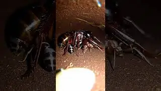 chintiyon ka colony /inside the ant hill ai macro footage  of underground tannels #shorts #viral
