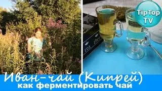 ИВАН ЧАЙ КИПРЕЙ: ФЕРМЕНТАЦИЯ И КАК СУШИТЬ ЧАЙ// ФЕРМЕНТИРОВАННЫЙ И НЕ ФЕРМЕНТИРОВАННЫЙ ИВАН ЧАЙ