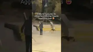 ⚠️ Dog Bites in Georgia: What You Need to Know