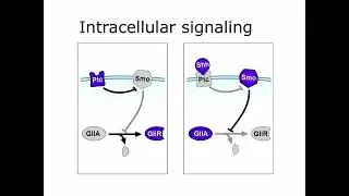 Gene Regulatory Logic of Sonic Hedgehog Morphogen Patterning of the Vertebrate Neural Tube