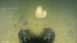Fifish V Evo
