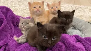 LIVE 6 Newborn KittenCam 24/7 powered by PAWsitive