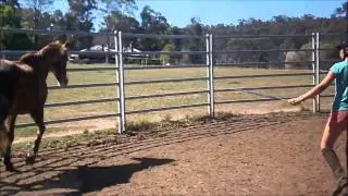 Joining up and tackless riding :D