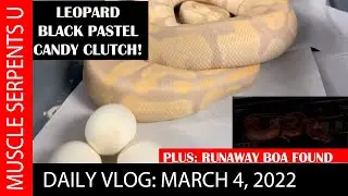 CANDY LEOPARD BLACK PASTEL BALL PYTHON CLUTCH!