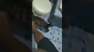 Kucing Miko vs Tikus