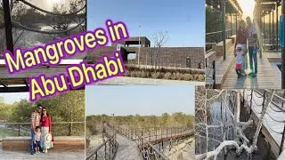 Abu Dhabi’s Jubail Mangrove forest | Travel vlog