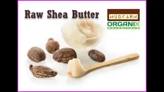 Canada Ivory Shea Butter
