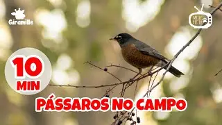 Pet TV - P&aacute;ssaros no Campo - 10 min | Dog TV | Cat TV