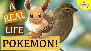 The Real Biology of Eevee Evolution | Pokemon Real Animal Comparison | Animals in Pop Culture