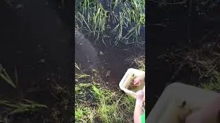 Frogs 🐸 a lot of frogs