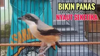 toet toet suara Pancingan Cendet Betina Gacor Memanggil Cendet Jantan Agar segera Secepatnya Nyaut