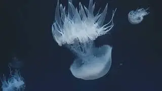 Nature's Time Travelers: Earth's Oldest Living Things!