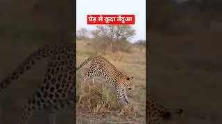 Filter Leopard leaf #leopard #ai #ytfilter #trending #animals