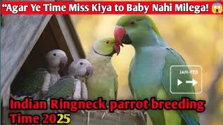 &ldquo;Indian Ringneck Parrot Baby Kab Hote Hain? (Full Breeding Season Details 2025