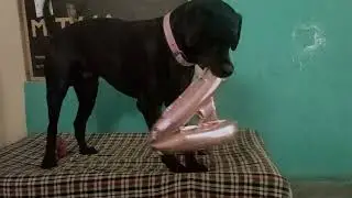Bruno ki masti 😛😂#labrador #dog