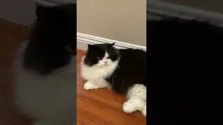 Cat reaction video.#petpivot#AutoScooper#litterbox#petpivotfamily#catlover