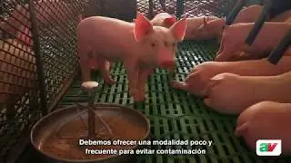 Cuidados de los cerdos en la maternidad