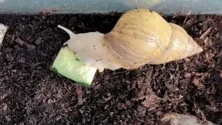 Cute Snail Eating Vegetables and milk | Relaxing Nature ASMR