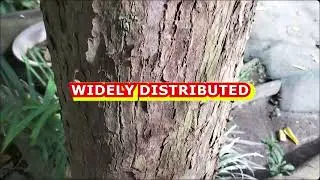 Everything about a tree popularly known as the bishop tree