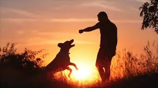 A Brief History of Dogs - narrated by Sarah Lynn Dawson