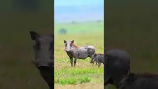 Little tank on the move! 🐗 Watch this warthog strut through the wild. 🌿 #Warthog