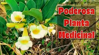 CATUABA DO CERRADO: A poderosa planta medicinal