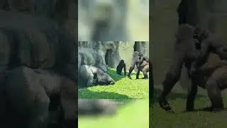 GORILLA Breaks up Fight in Zoo Enclosure