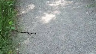 Baby Black Snake crossing | Tommy Thompson Park