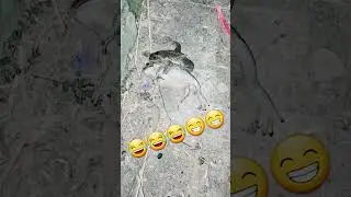 frog fucking