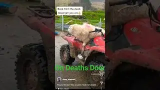 Back from the DEAD #sheep #sheepfarming #lambing #lambs #sheepfarm #sheephusbandry #farming #farm