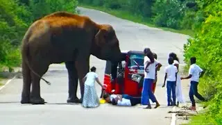 Attack Wild Elephant Tuk Tuk Passenger Get Ascendant