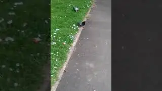 Ce pigeon est le progr&egrave;s de la science