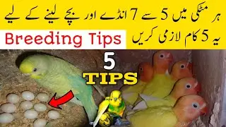 All birds fast breeding tips | Budgies se fast breeding kase len | Mujeeb Birds breeding