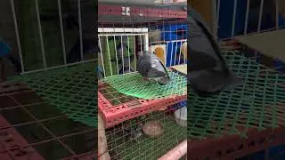Black check pigeon #pigeon #amazingpigeon #bird #pigeon101 #birds #kalapatids #kalapati #dove