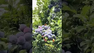 СЛИВЫ