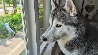What do My Dogs See Out The Window??