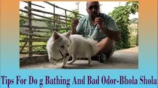 Tips For Dog Bathing | Badorder | Smell | Body | Mouth | Ears | Bhola Shola | Harwinder Singh Grewal