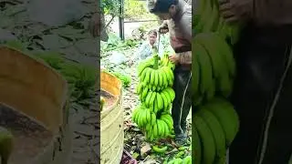 cutting bananas from the bunch with cool skills #shorts