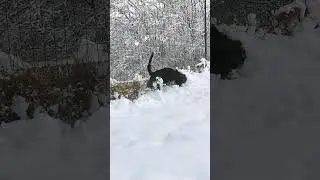 Adorable Dog Enjoying Winter Wonderland: A satisfying watch