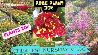 The Cheapest And Best Winter Plants Nursery Visit | Muchisa Road Side Nursery Kolkata