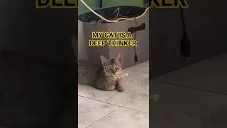 What is my cat thinking about? #deepthoughts #catsofyoutube #viral #shorts #kitten