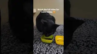 Feeding two of my black cats #asmr #cats #catfeeding #blackcat #tingles #catfamily #shycat #cutecat