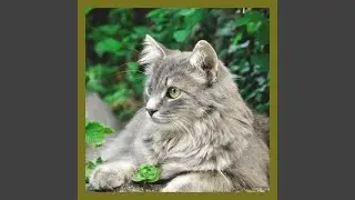 Thrilling Morning Cat Food