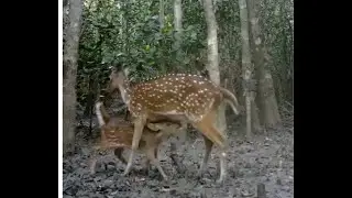 Baby Deer drinking breast Milk Form mother II Sundarban Mangrove Forest