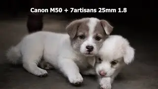 Canon M50 + 7 artisans 25mm 1.8 Sample Shots + Footages